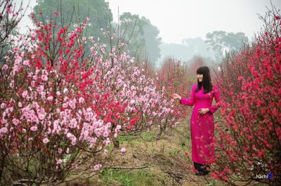 Vẻ đẹp hoa đào các vùng miền Việt Nam